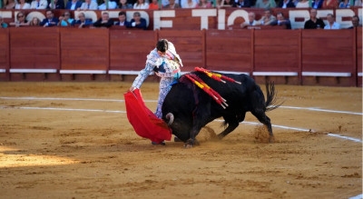 Morante toreando en Jerez de la Frontera en mayo.jpg