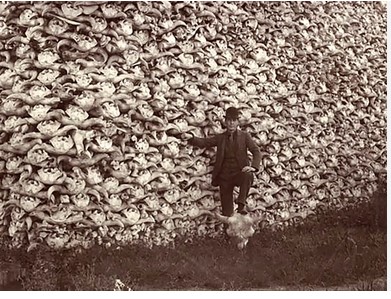 bisontes aniquilación.jpg