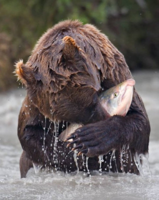oso salva a un salmón de morir de ahogado.jpg