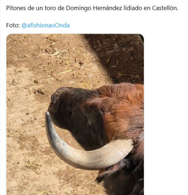pitones toro domingo hernández en Castellón Y qué Valencia.jpg