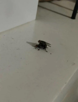 LU Catalanes celebran la liga.jpg