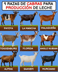 Razas de cabras.png
