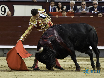 Fernando Adrián en San Isidro 2019 Confirmación Ovacionado.JPG