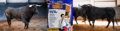Cuadrilla de Mario Vilau y sus novillos Nº 131, “Infortunado” 2º de la tarde. Nº 111, “Rebueno”4º.jpg