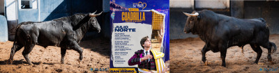 Julio Norte su cuadrilla y lote de novillos hoy.jpg