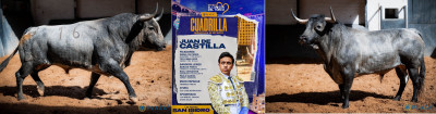 Juan de Castilla Nº 16, “Granadino”, tercero de la tarde. Nº 21, “Meloso”, sexto.jpg