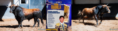 Emiliano Osornio Nº 46, “Fortunito”,  primero de la tarde. Nº 10, “Guardamonte”.jpg