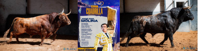 José Fernando Molina, sus toros nº 15, “Tontillato”,  segundo de la tarde y nº 23, “Mironcillo”, quinto.jpg