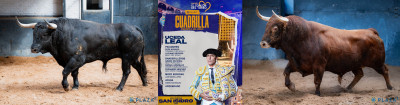 Uceda Leal sus toros Nº 57, “Maltrecho”,  primero de la tarde. Nº 107, “Baladuero”.jpg