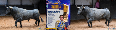 Toros de Román Nº 7, “Gallarete”, tercero de la tarde. Nº 26, “Verdadero”.jpg