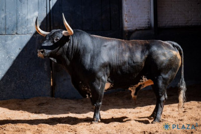 Toros de Cortés, el nº 1875 de nombre Ebanisto.jpg