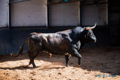Nº 182, “Soñador”,  sexto de la tarde de Toros de Cortés..jpg