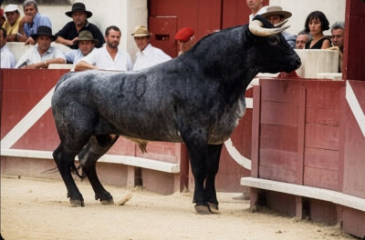 Solana de Miura 720 kgs Béziers 2002.jpg