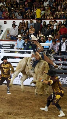 Toros de reparo en Oaxaca Mx.jpg