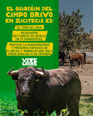 Zacatecas Ganaderías de toros bravos.jpg