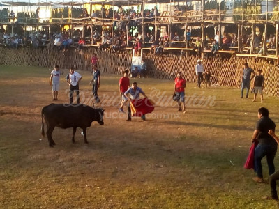 Temaxeada tauromaquia popular en Temax.jpg
