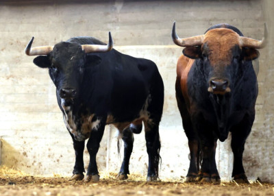 toros de Morante para esta tarde en Zaragoza..jpg