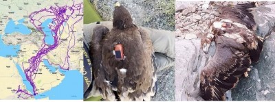 Aguila rusia tres imágenes.jpg