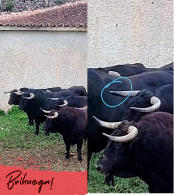 23 abril toros brihuega corrida de primavera.jpg