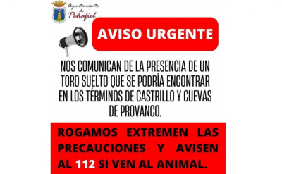 Alerta toro suelto Peñafiel.jpg