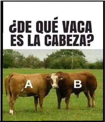 cabeza de vaca.jpg