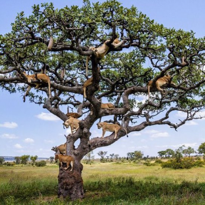 leones árbol.png