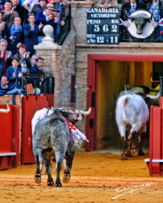 Cobradiezmo foto de Arjona indultado entra por toriles en La Maestranza.jpg