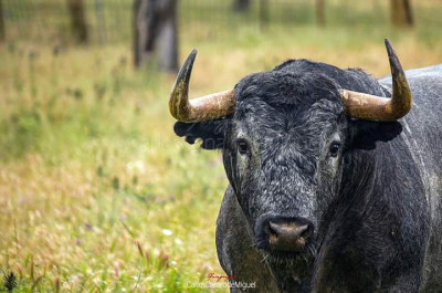 cobradiezmos en el campo.jpg