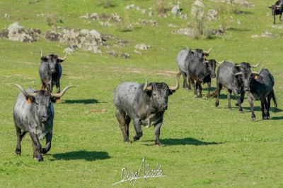 cobradiezmos en su cerrado.jpg