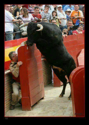 Toro otea desde el burladero interior.png